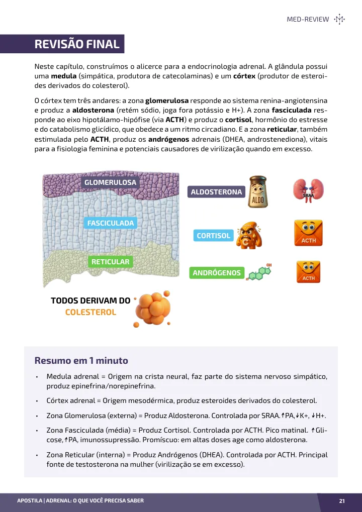 Página interna da apostila sobre Adrenal: o que você precisa saber