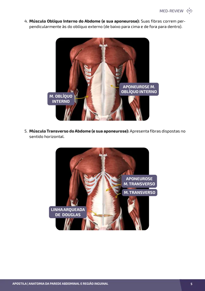Página interna da apostila sobre Anatomia da parede abdominal e região inguinal