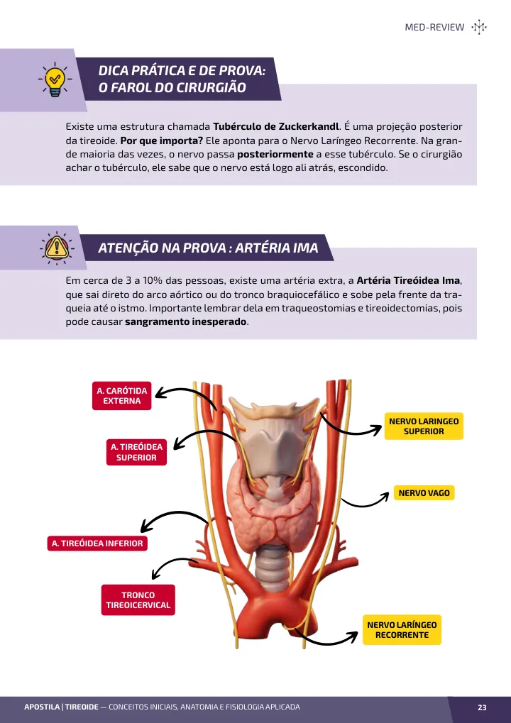 Página interna da apostila sobre Tireoide: conceitos iniciais, anatomia e fisiologia aplicada