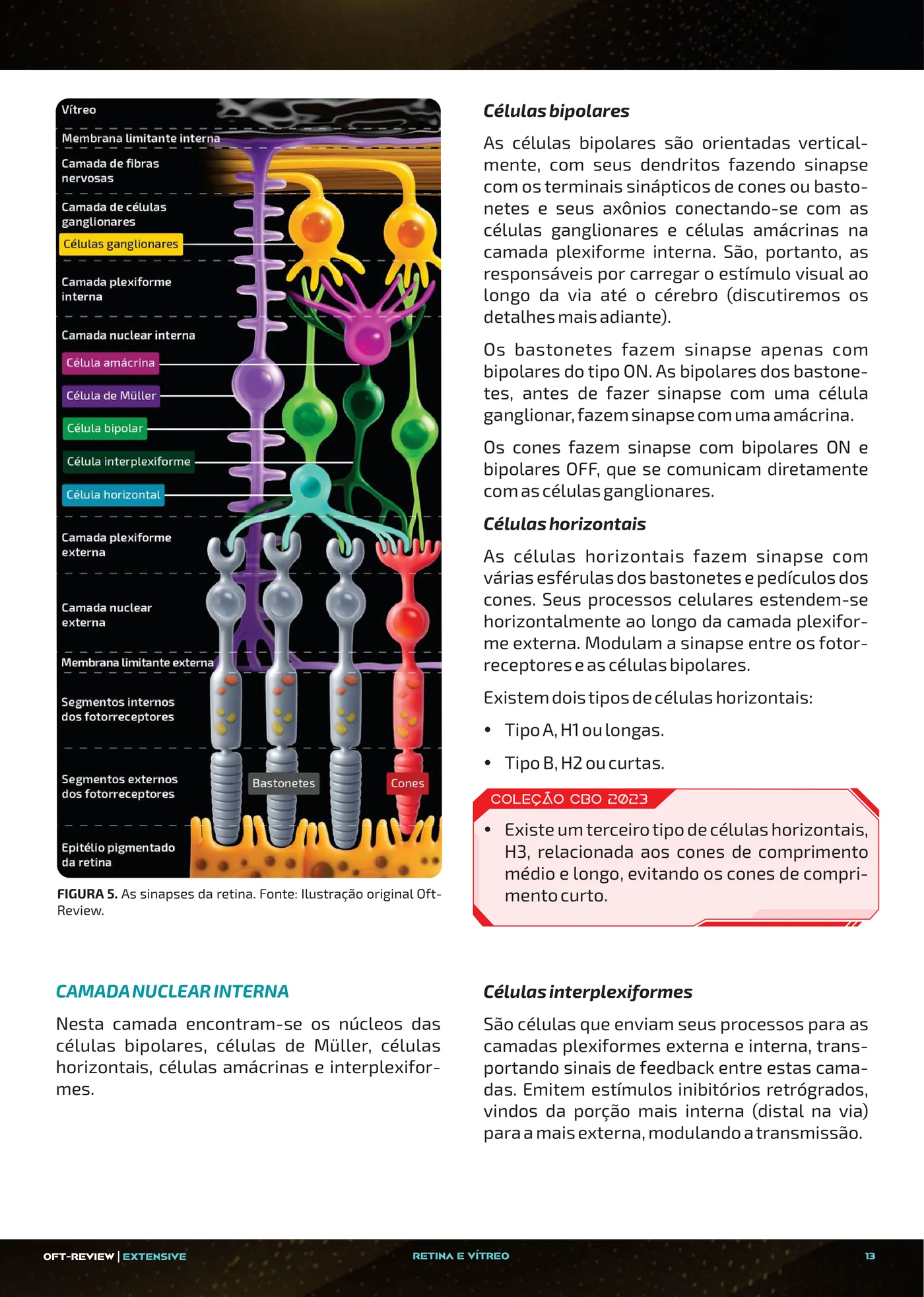 Página da apostila Anatomia e camadas da retina