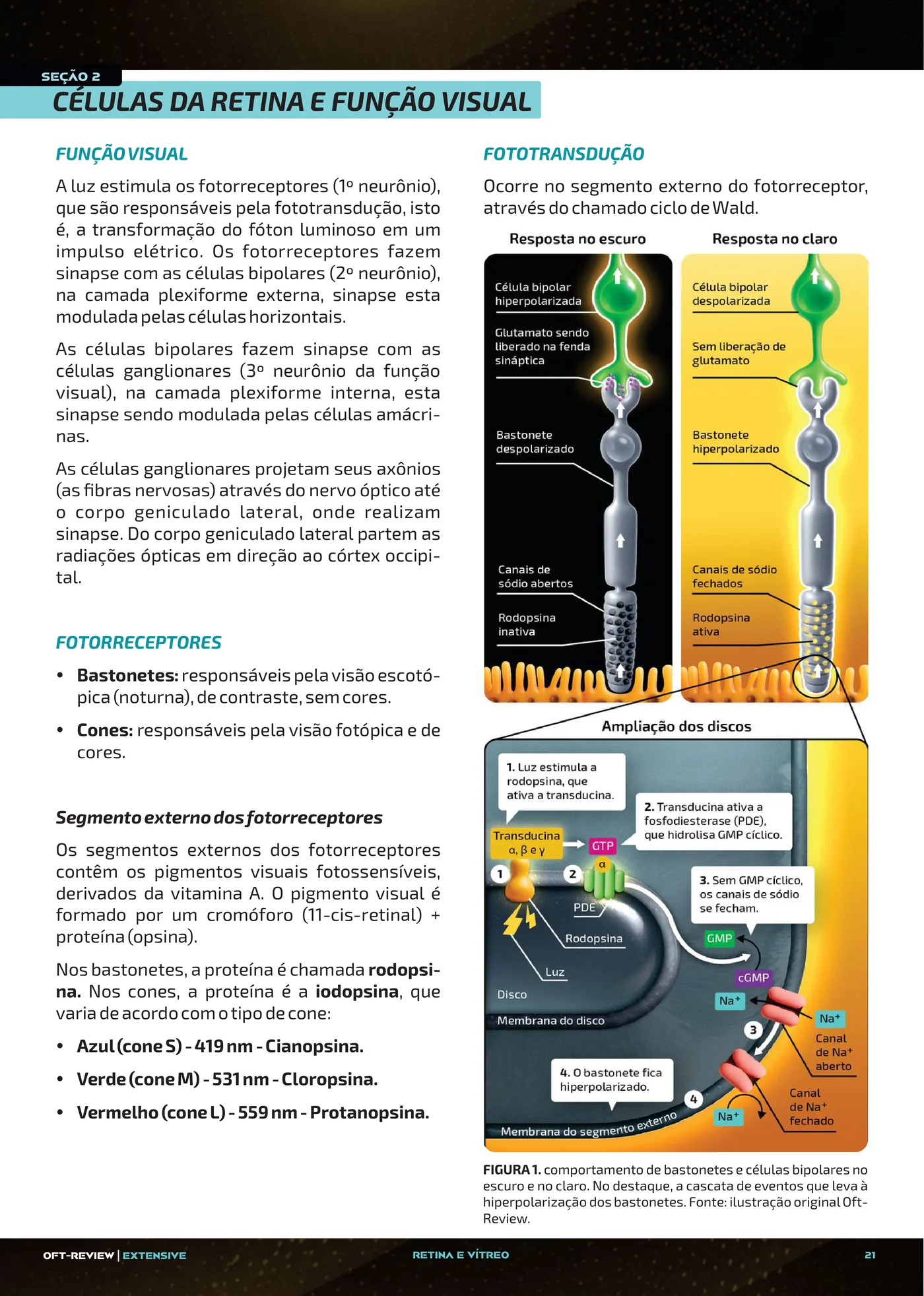 Página da apostila Fotorreceptores, vítreo e embriologia da retina