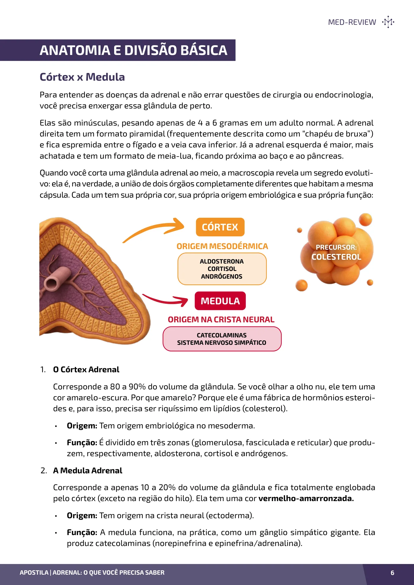 Página da apostila Adrenal: o que você precisa saber
